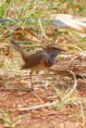 /album/some-overseas-trips/bluethroat-israel-march-2006-2-jpg/